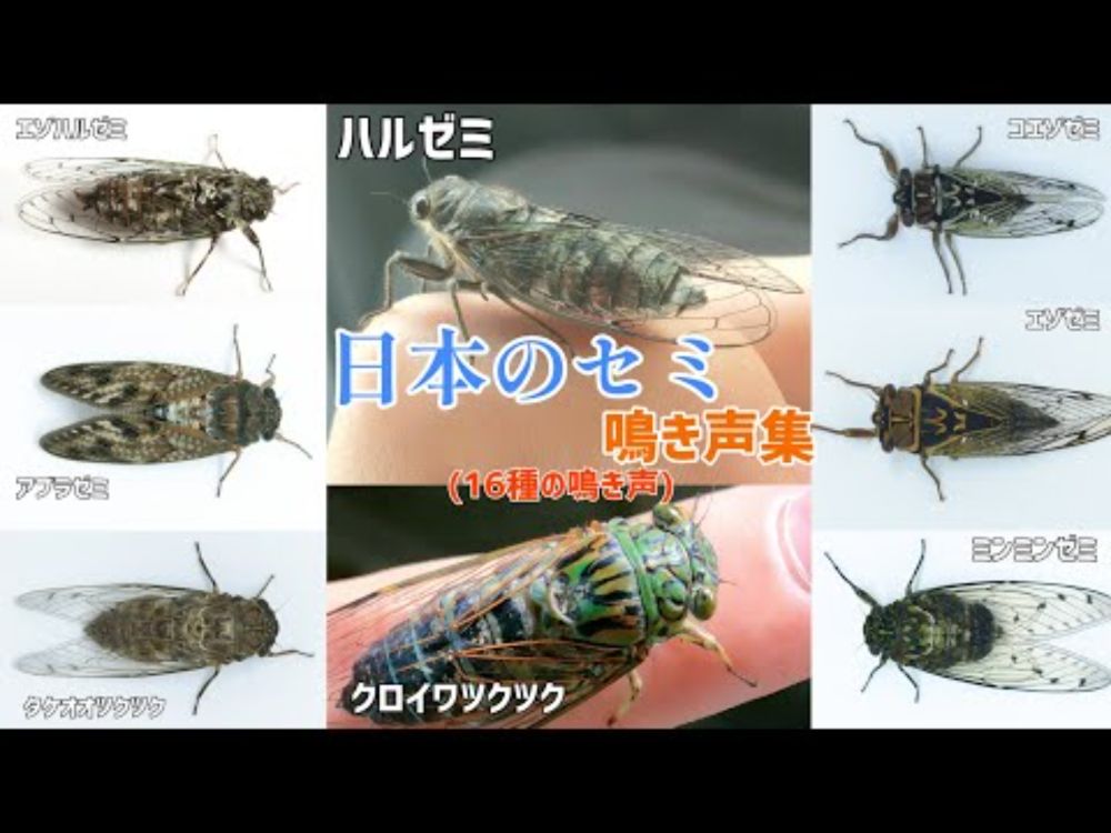 日本のセミ 鳴き声集『16種のセミ』【2022年バージョン】