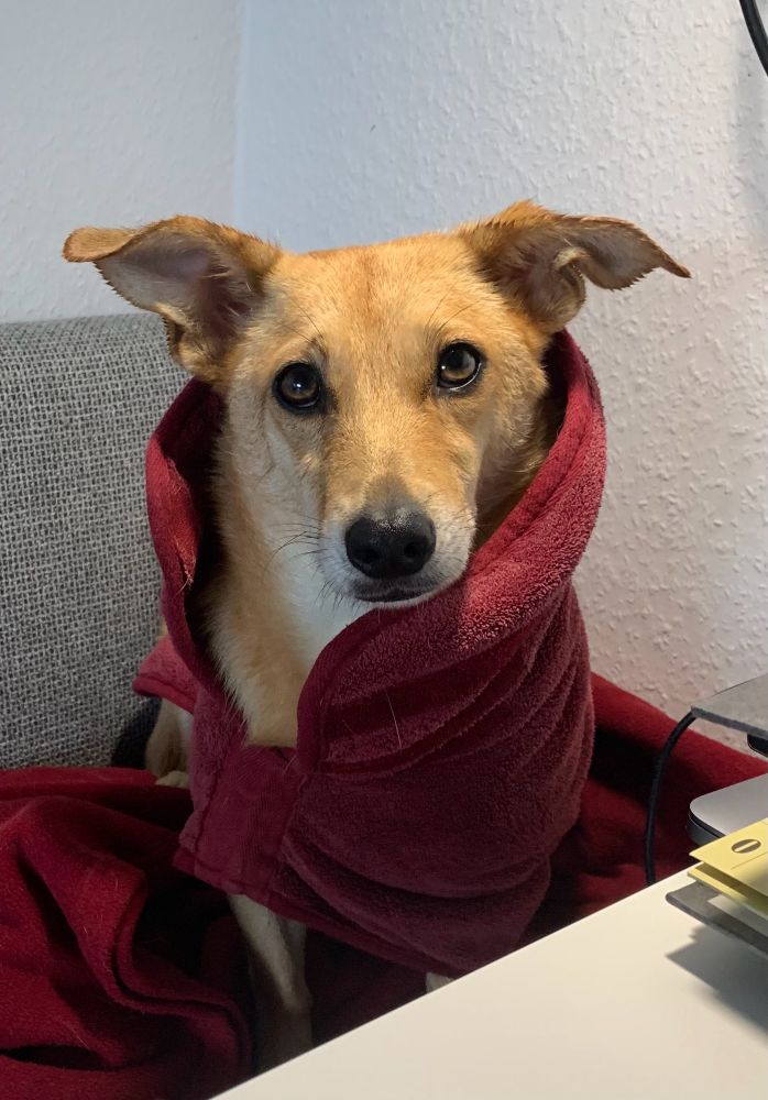 Eine kleine, hellbraune Hündin sitzt auf einer roten Decke auf einer Küchenbank, schaut in die Kamera und trägt einen weinroten Hundebademantel.