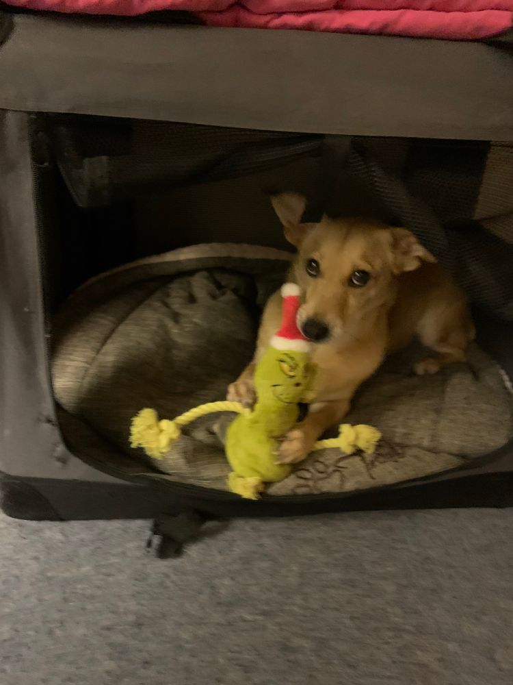 Eine kleine, braune Hündin liegt in einer Hundebox und kaut auf einem Grinch-Stofftier herum.