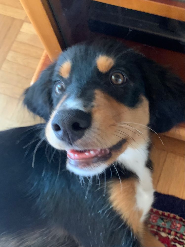 Dreifarbiger Welpe hat das Maul leicht geöffnet und es fehlen zwei Milchzähne im Unterkiefer vorne.