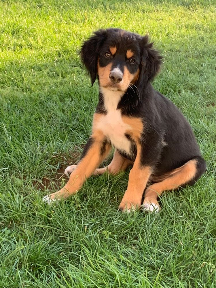 Ein Bernersennen-Mix-Welpe sitzt auf dem Rasen und hat die Nase voller Erde.