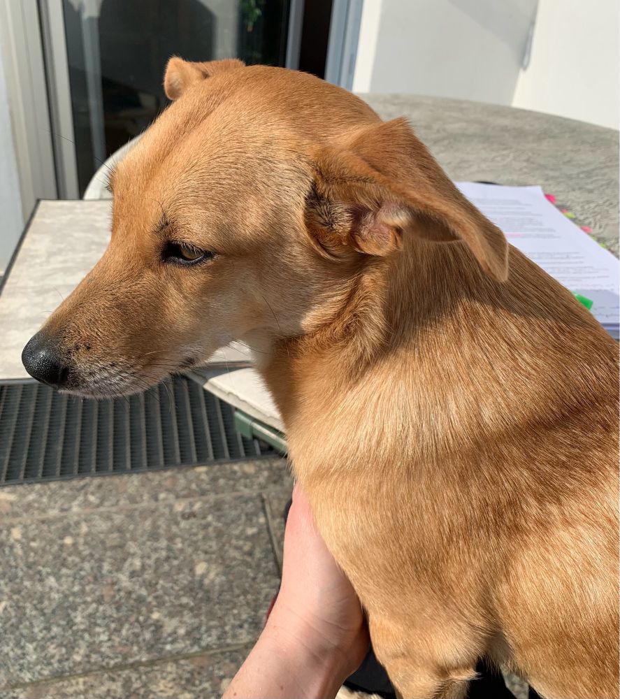 Eine kleine, braune Hündin sitzt auf dem Schoß und schaut zur Seite. Im Hintergrund ist ein aufgeklappter Ordner auf dem Tisch zu sehen.