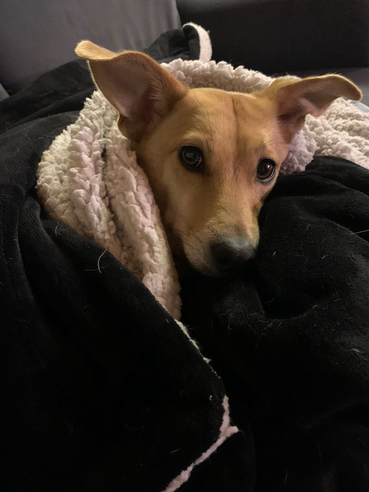 Ein kleine, hellbraune Hündin ist in eine schwarz-weiße Decke eingewickelt, so dass nur der Kopf zu sehen ist. Sie schaut direkt in die Kamera.