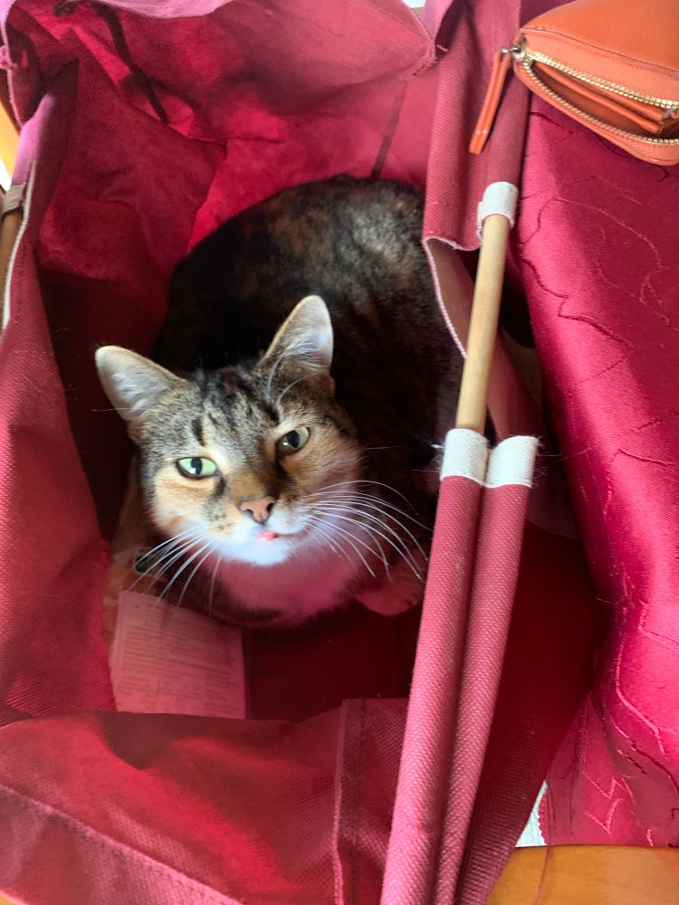 Eine dreifarbige Katze sitzt in einer Einkaufstasche aus Stoff und schaut raus.