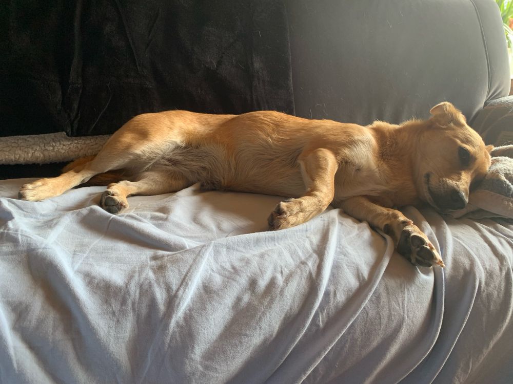 Ein kleine, hellbraune Hündin liegt auf der Seite auf dem Sofa und hat die Augen halb geschlossen.