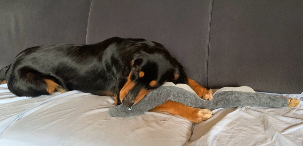 Ein braun-schwarzer Hund liegt auf einem Sofa und kaut auf einem Stoff-Aal herum, den er zwischen den Pfoten hält.