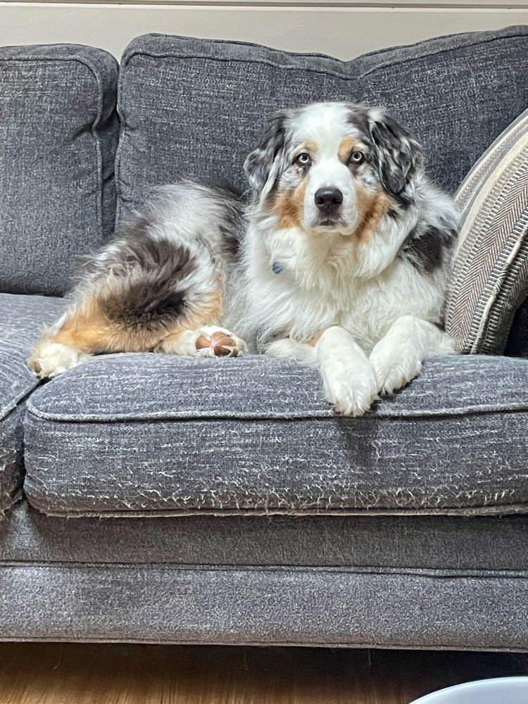Floofy blue Merle Australian shepherd