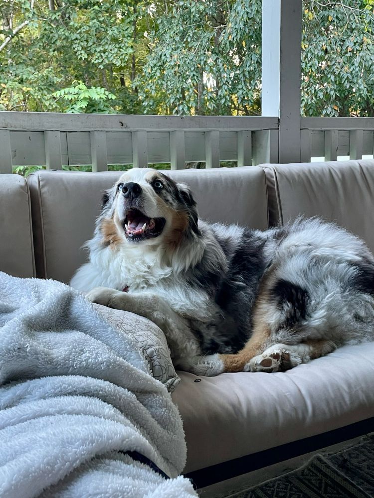 Blue Australian shepherd 