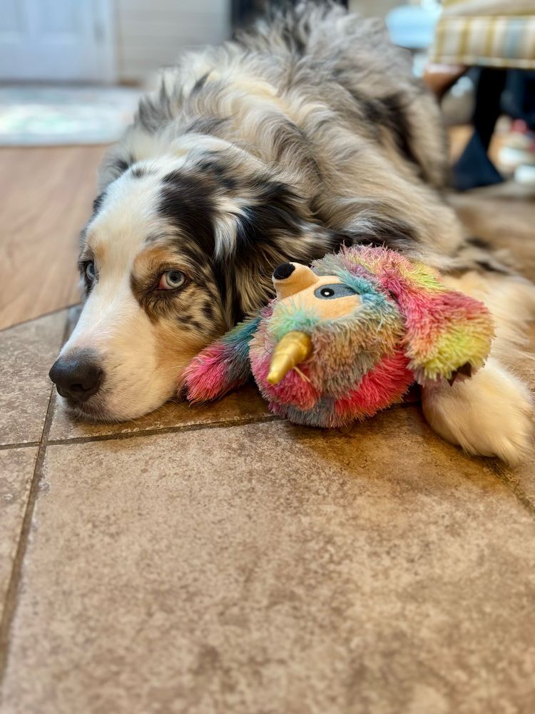 Blue Merle Aussie shepherd cuddling a rainbow sloth toy