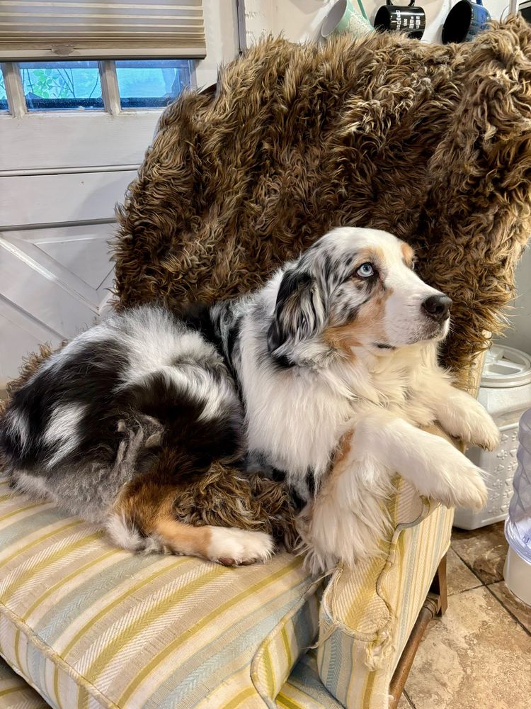 Alternative view of Aussie in a chair