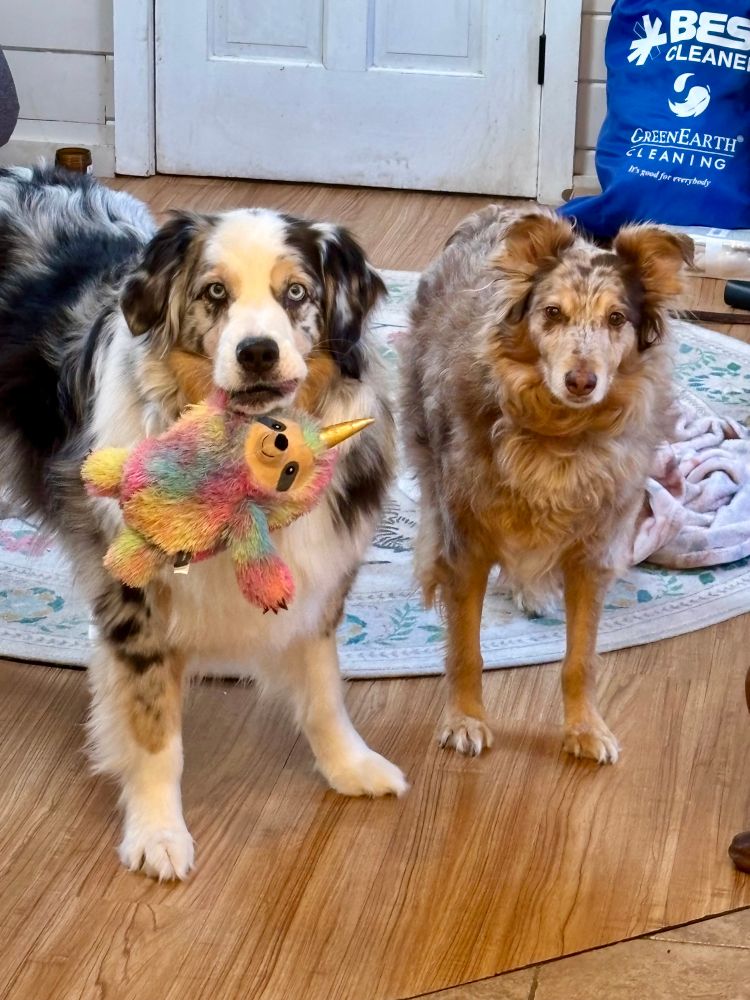 Blue Merle Aussie with a rainbow sloth, and old red Merle Aussie 