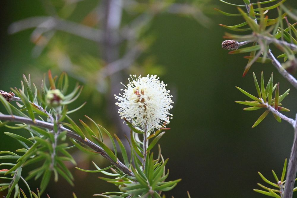 White paperbark teatree blossom bloomed