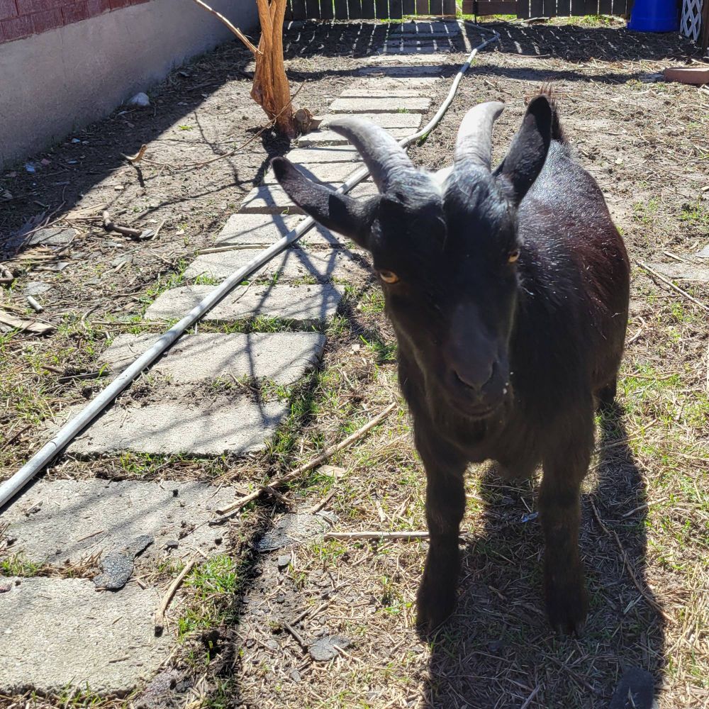 Black mini goat with horns and a white spot on its head.