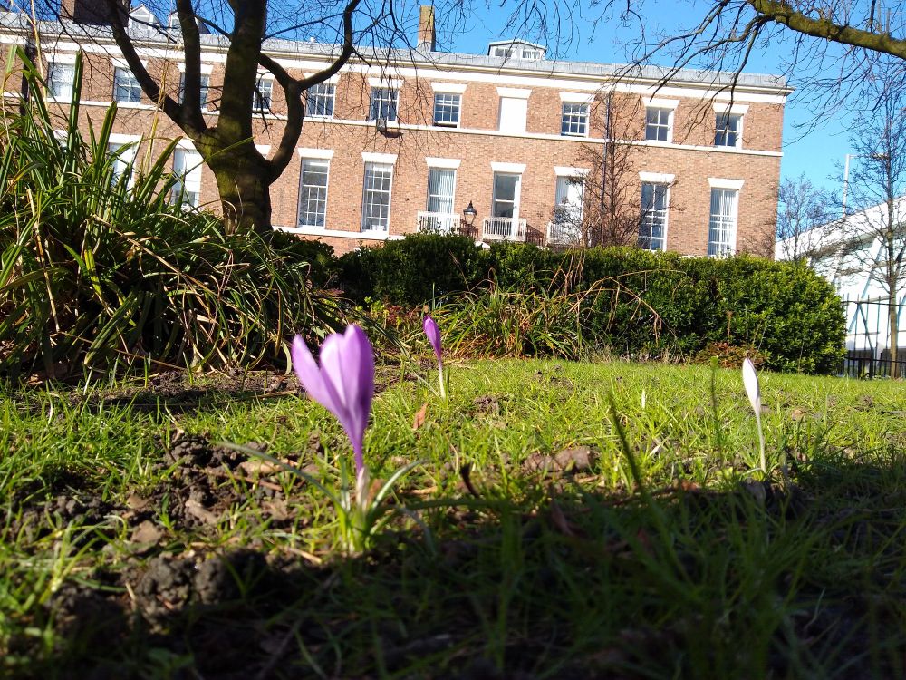 Colour photo take from low near the ground of a crocus on a sunny lawn with the Georgian terrace of Abercromby Square in the background 