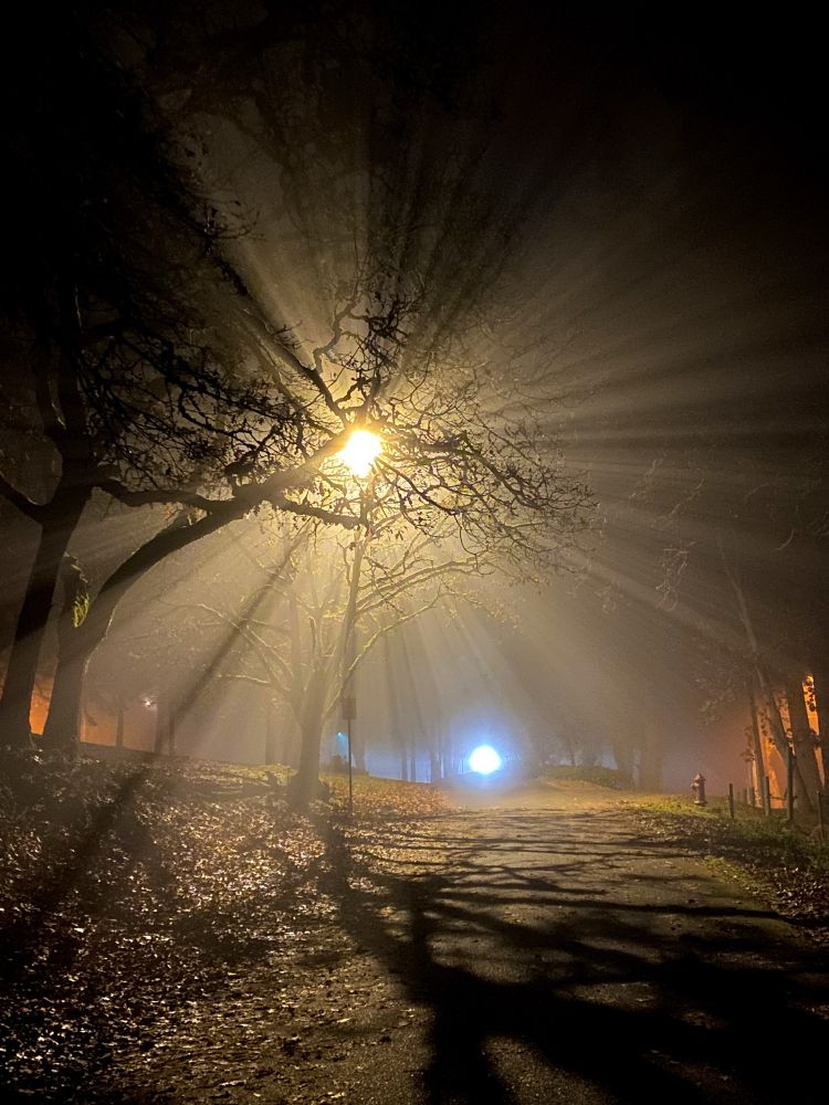 Nighttime photograph on a foggy night. There is a narrow empty street, bare old woods trees, and a street light shine through their branches. 
