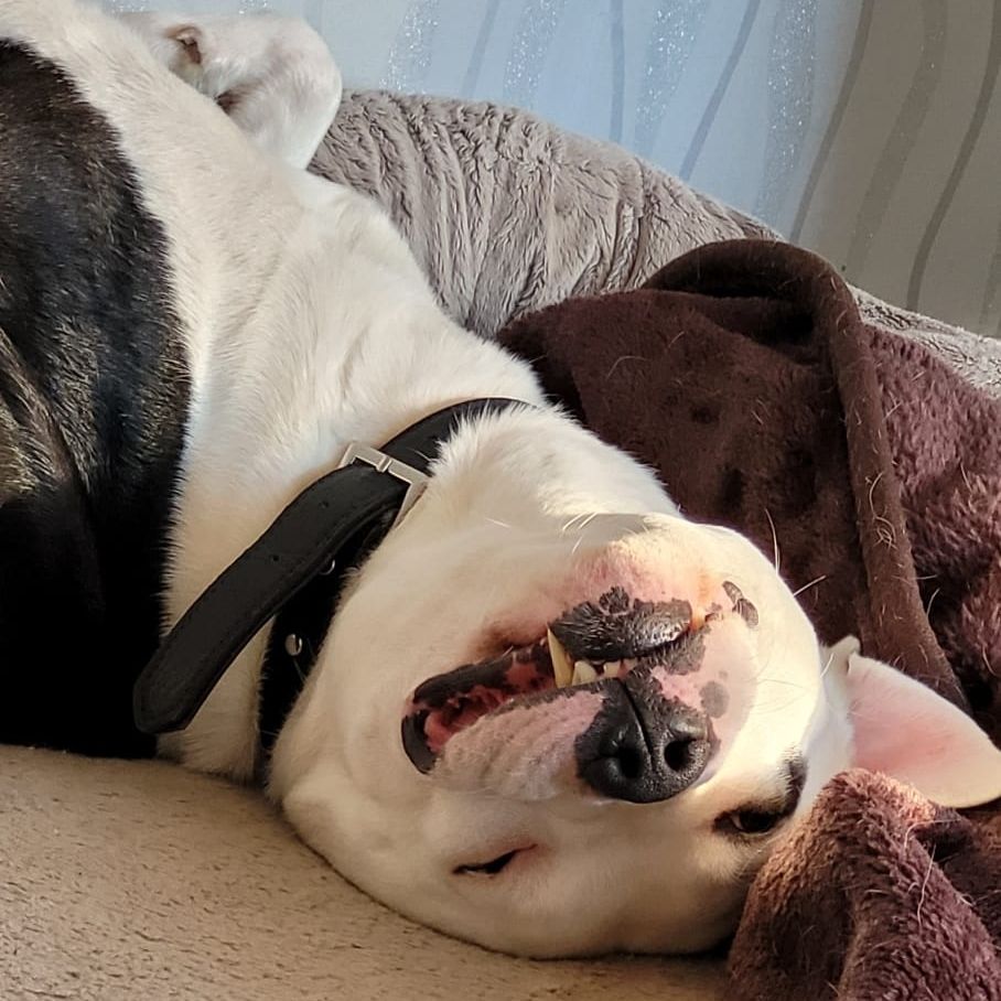 Freddie, the dog, on his back, grinning like a giant derp. 