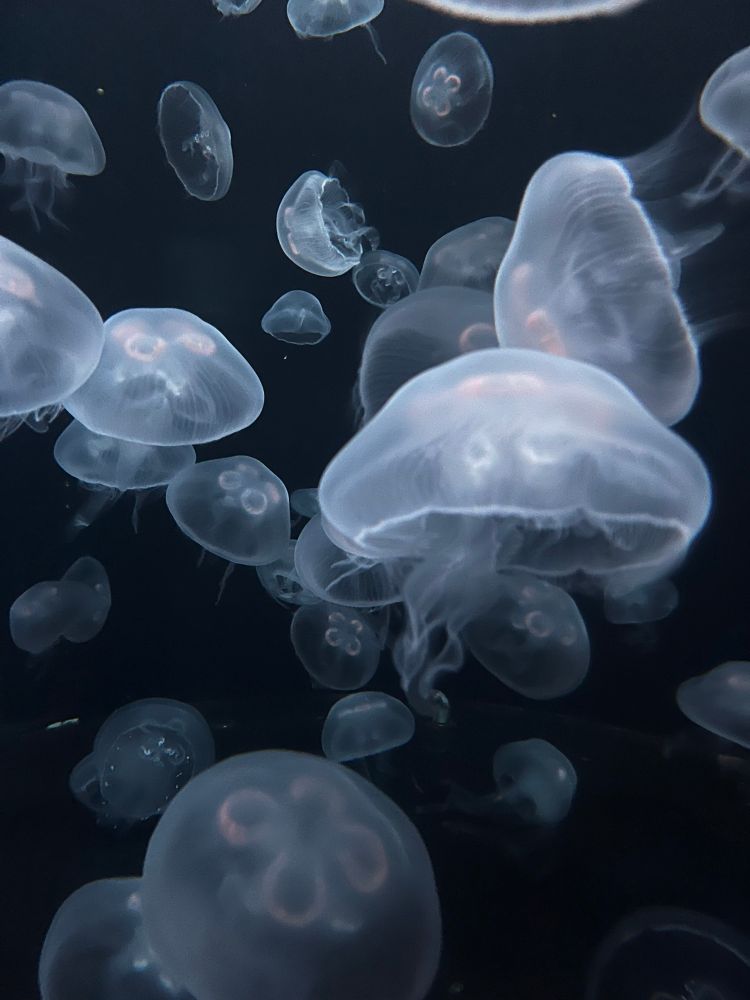 moon jelly