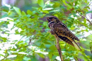lesser nighthawk