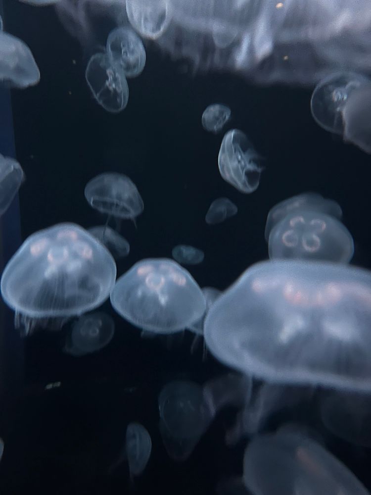 moon jelly