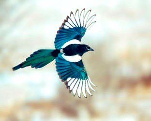 blackbilled magpie