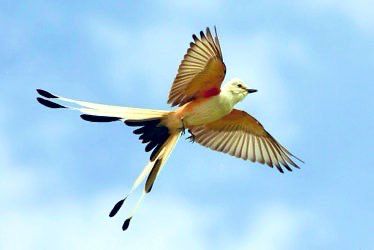 scissor tailed flycatcher