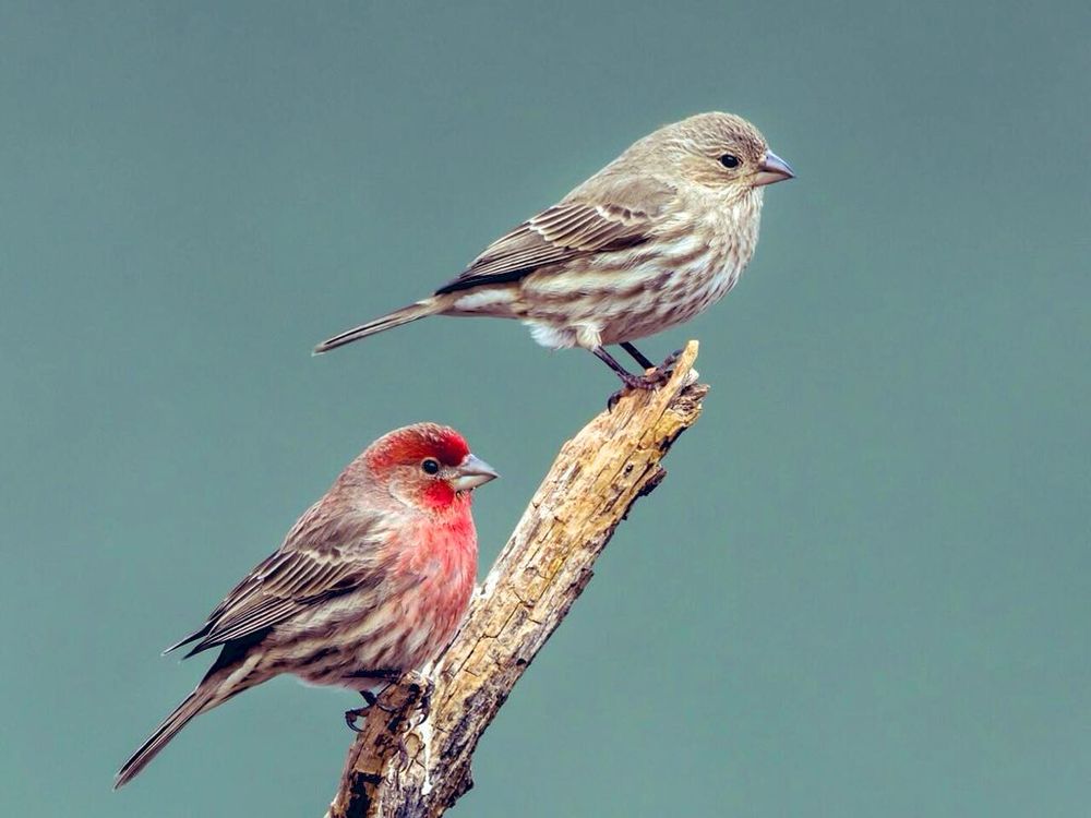 house finch