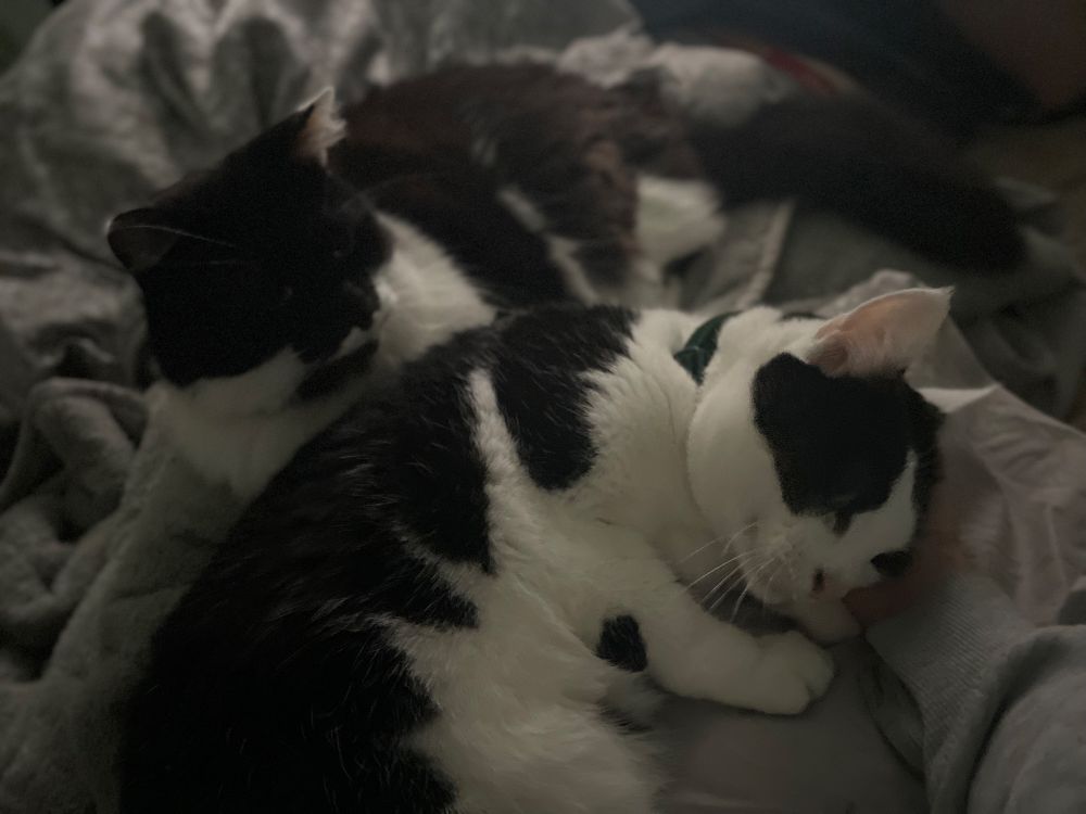 a photo of two black and white cats - one semi-longhair and one short hair - laying together on a bed