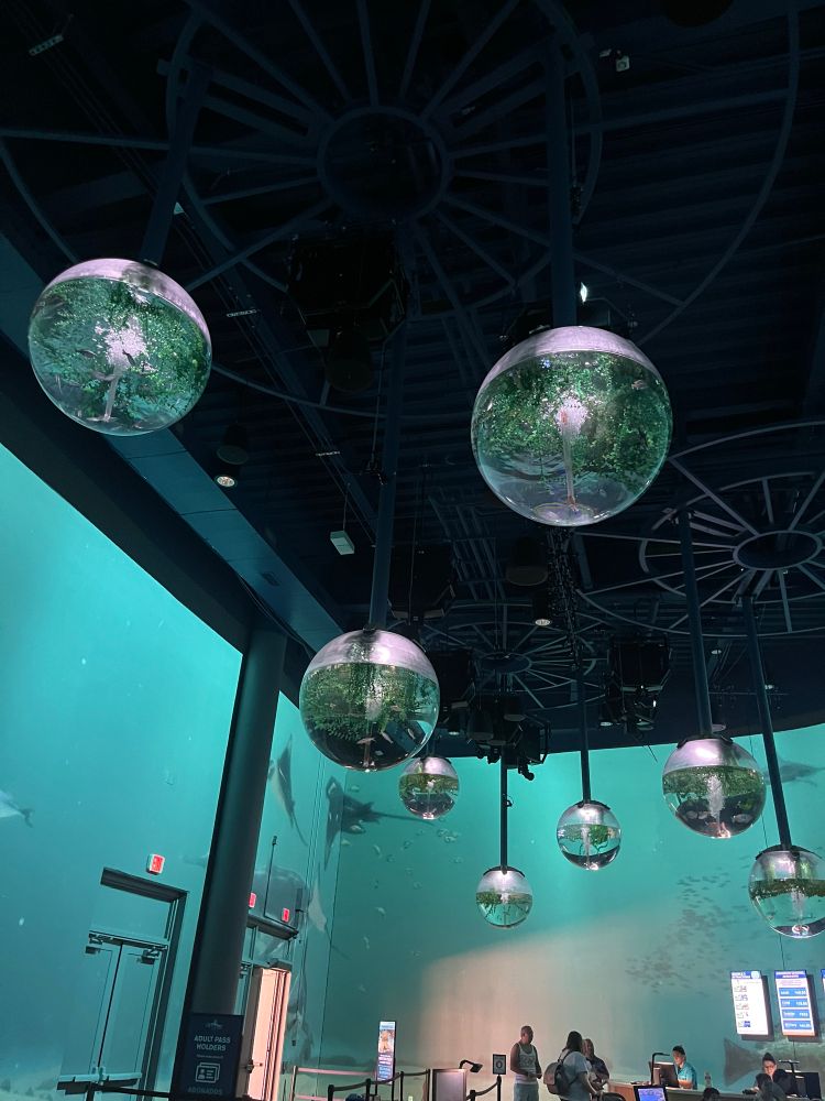 dangling ceiling aquarium tank fixture light things (plural)