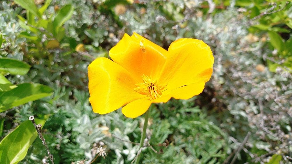 A closeup shot of California Poppy, Eschscholzia californica, just the flower.  It's bright orange, this one a paler orange color with some minor damage to one of its four large petals.  Several limp stamens recline at the center of the flower, matching its color.  A stem recedes out of focus from the bottom of the flower, a medium green color.