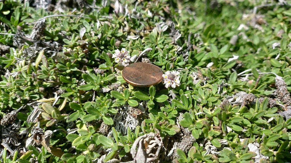 A close-up picture of Frogfruit, Phyla nodiflora (also called Lippia, though it is no longer a Lippia) with a US penny for scale.  The coin is between two flower clusters, with the individual flowers about the size of Abraham Lincoln's ear on the coin.  The flowers are white with a yellow center, tiny, arranged in dense clusters around a purple core of compact bracts.  The leaves cover the ground over old growth, each leaf a lime green and lightly fuzzy in extremely short, stiff plant hairs.  The leaf shape is a slightly blunted lance shape with a moderately toothed edge.  The leaves visible seem to be sprouting from old growth trailing stems that have become white with age.