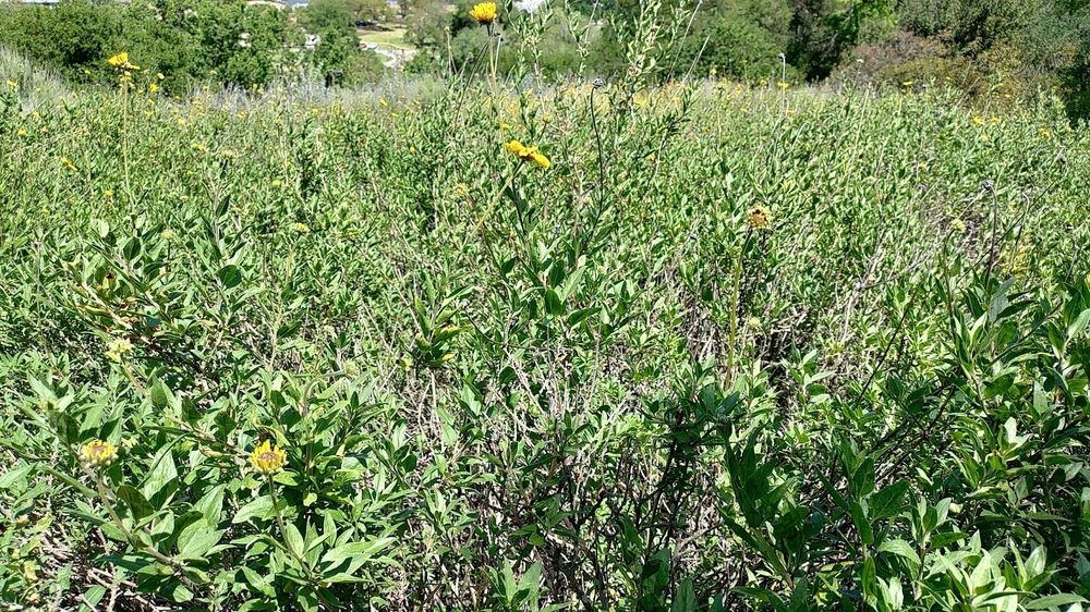 A landscape photograph of a gentle slope of California Sunflower, Encelia californica, a shrub.  The shrubs are growing in a dense population with little space between them, and flowers on long, airy (what I think are called) peduncles rising above the shrubs in light density.  The flowers have a general daisy appearance, maybe a foot above the shrubs, a few feet off the ground, with sunflower yellow petals and brown centers.  Some young flowers closer to the camera's focus are visible to the lower left, showing how the petals grow in bare without a covering bud, with their full pigment.  The accompanying leaves are fairly simple, with a rounded diamond shape that has veining largely originating from where the leaf attaches to the petiole (stem that attaches the leaf to the stem).  They are a mid-to-emerald green color.  Unfortunately, as this is a landscape photograph, there is not an intense amount of detail to be had.  Makes a really good wallpaper though!