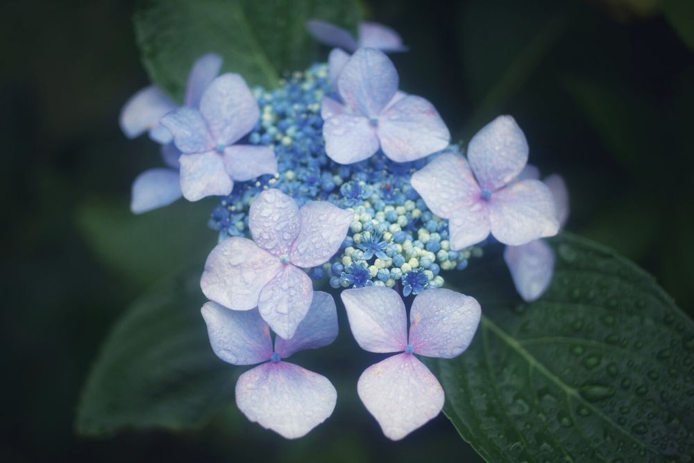 雨に濡れる紫陽花の写真
