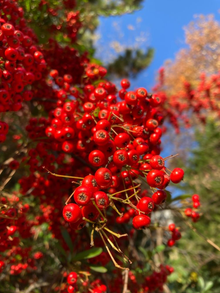 トキワサンザシ／ピラカンサの実が陽に照らされている。