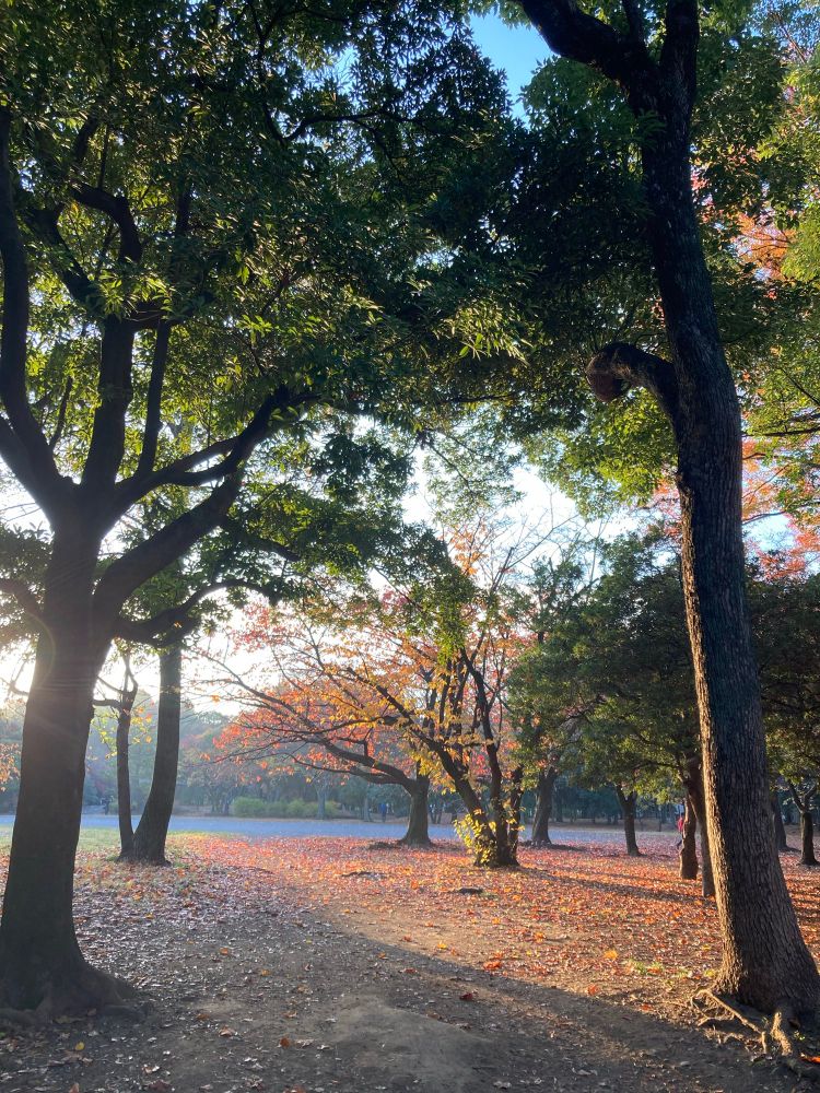 今朝、ランニングのあと通った公園
朝陽が差しこんでいる。