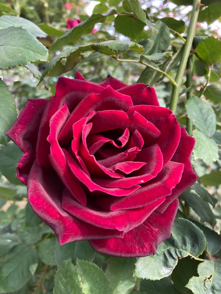 真紅のバラが咲いている