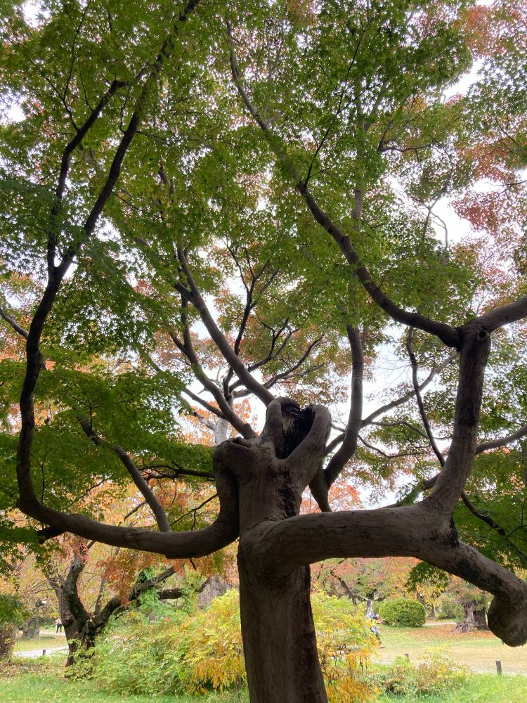 イロハモミジ、紅葉するのが遅い様子で緑の葉のほうが多い。