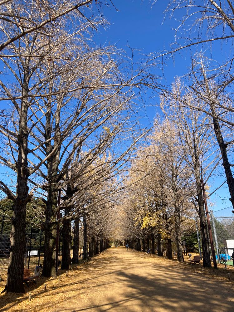 銀杏並木
地面の黄色っぽいのは、落葉して人々が歩いて粉々になった葉っぱが積もっている。歩いてみるとふわふわする足裏の感触。