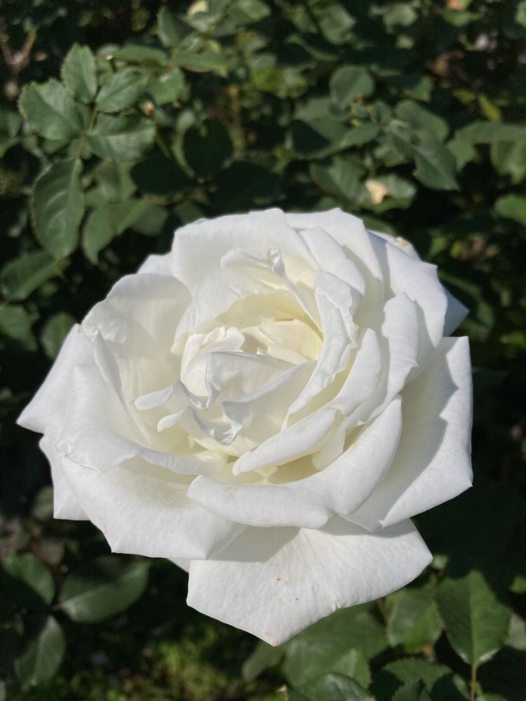 白いバラが陽に照らされて咲いている