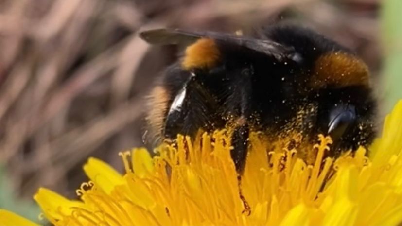 Bumblebee on bright yellow dandelion. Up close.