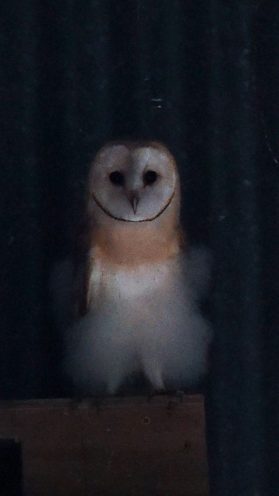 Photo of a young Barn Owl standing on the roof of a nest box with the corrugated sheeting of a hay-shed wall behind. Owl has fluffy white feathers around its lower section giving the impression of a ballerina.