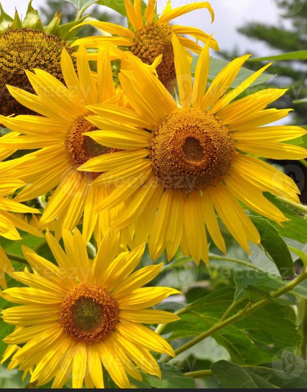 Sunflowers. The Ukrainian national flower. 