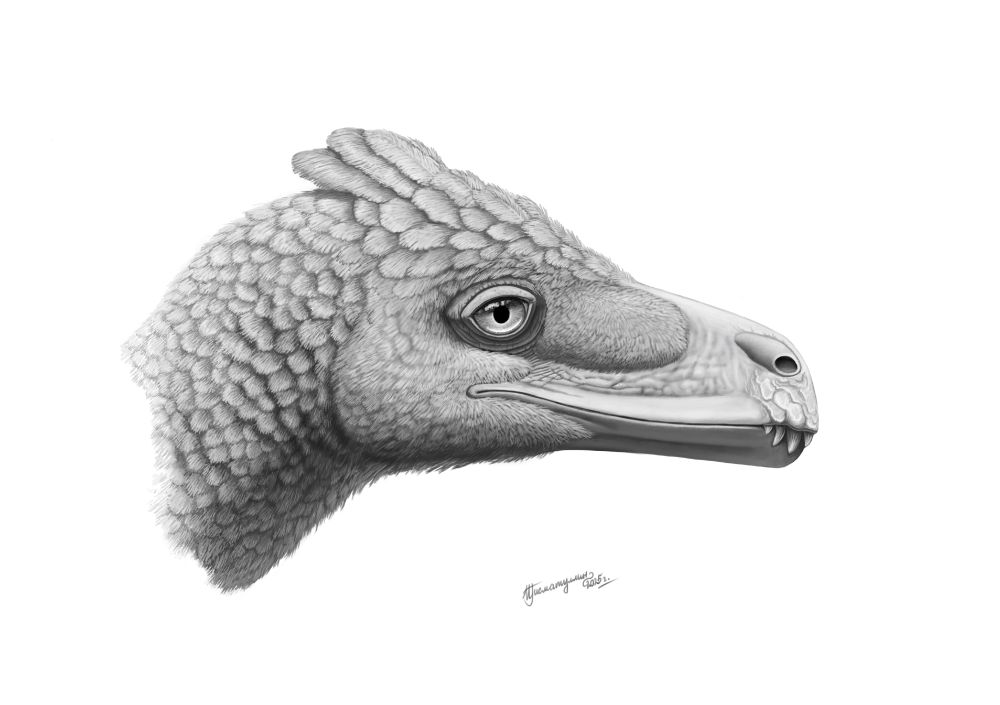 Grey monochrome portrait of feathered dromaeosaurid dinosaur with mohawk and exposed front teeth. Done in Adobe Photoshop.