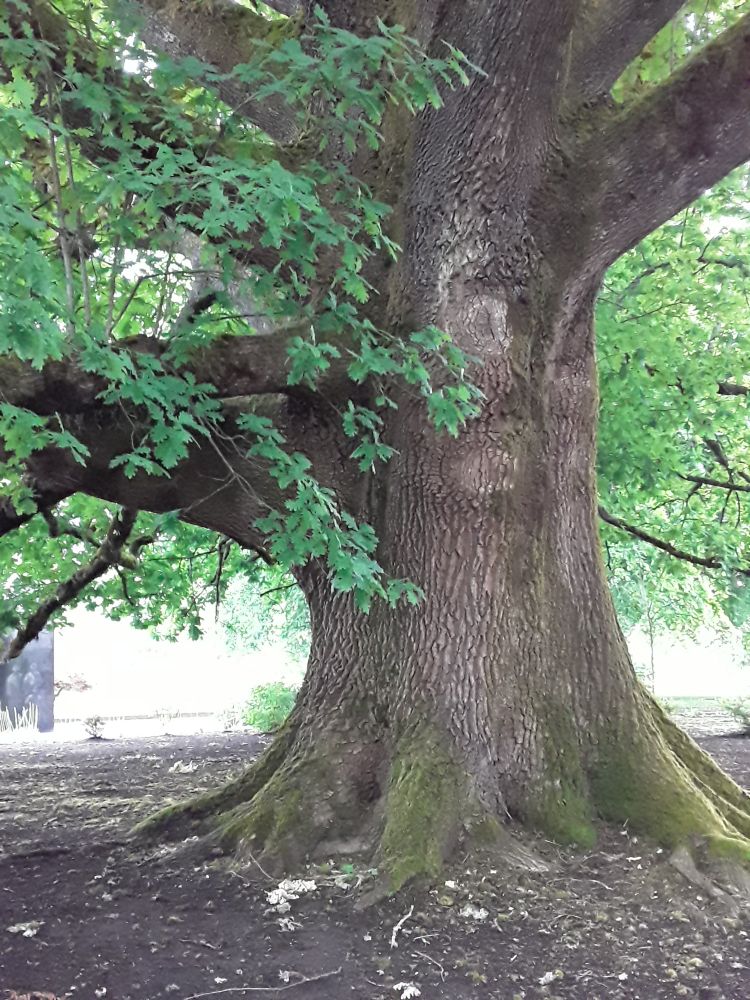 Very thick oak tree in the historic district of Olympia, WA.
