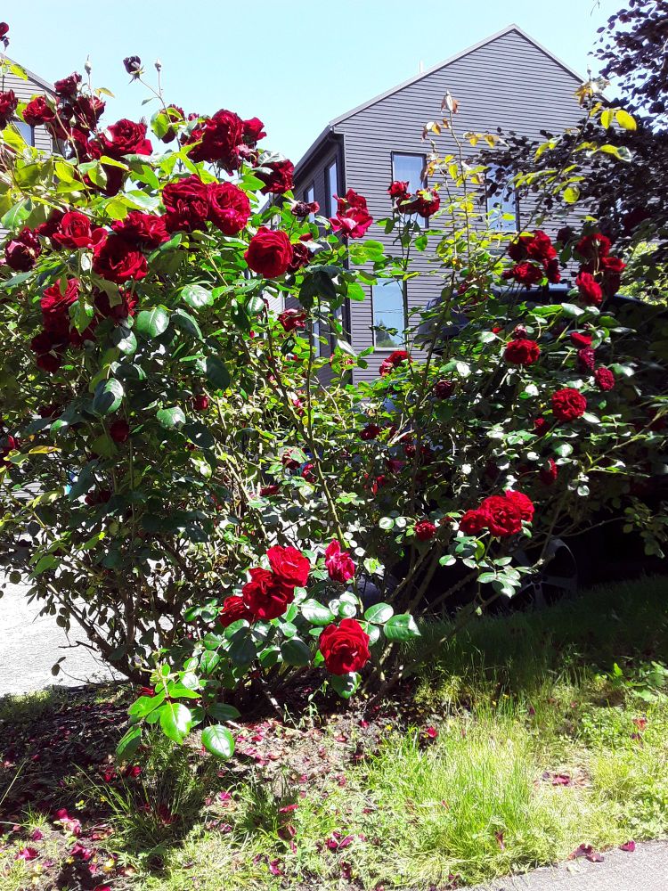 The sun is shining very brightly on a bush with dozens of large red roses.