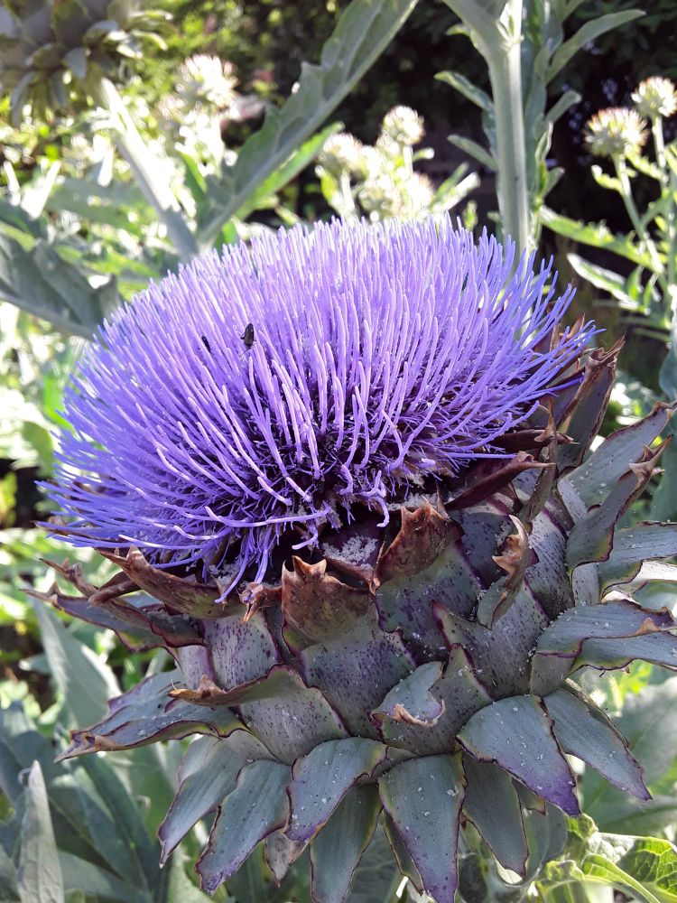 Big purple thistle like flower called Cardoon surrounded by jagged foliage similar to artichoke foliage.