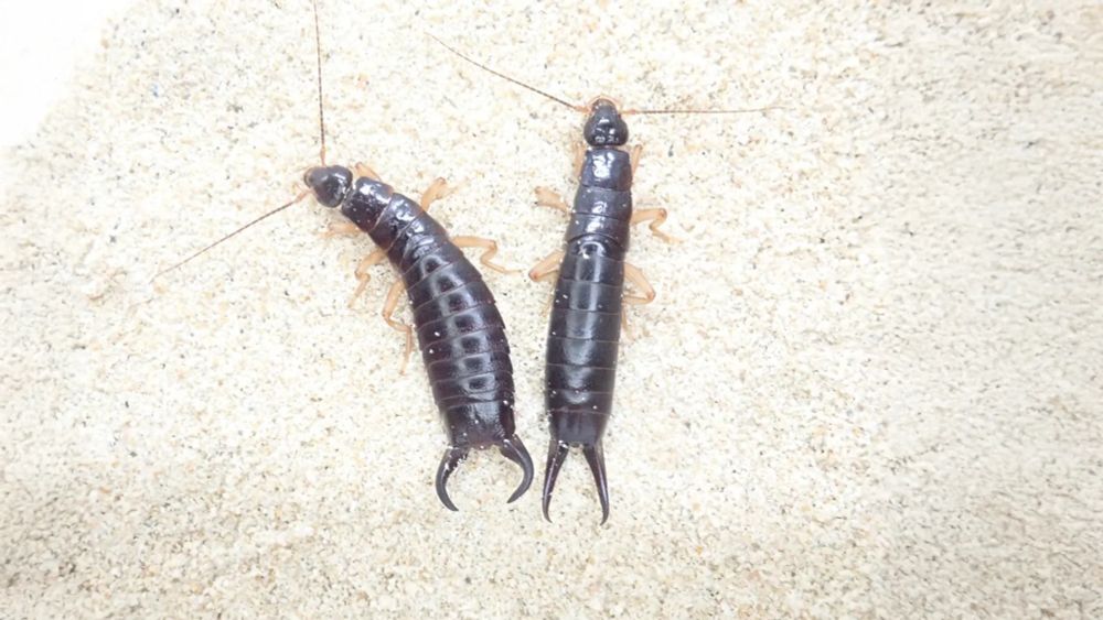 Study Reveals Female Earwigs Use Enlarged Forceps in Sexual Competition