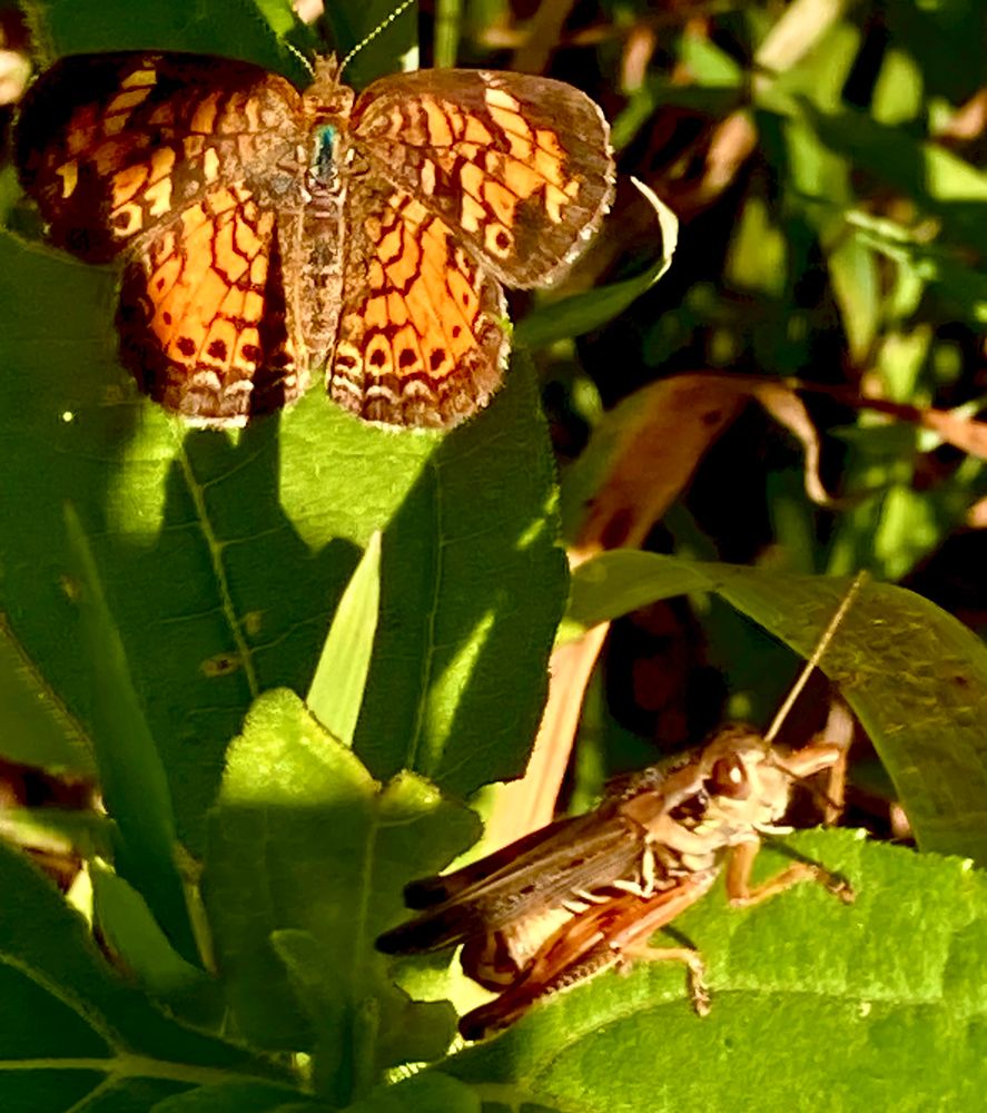 Orange and black butterfly with wings spread on green vegetation and red legged tan grasshopper sitting on a green leaf in foreground