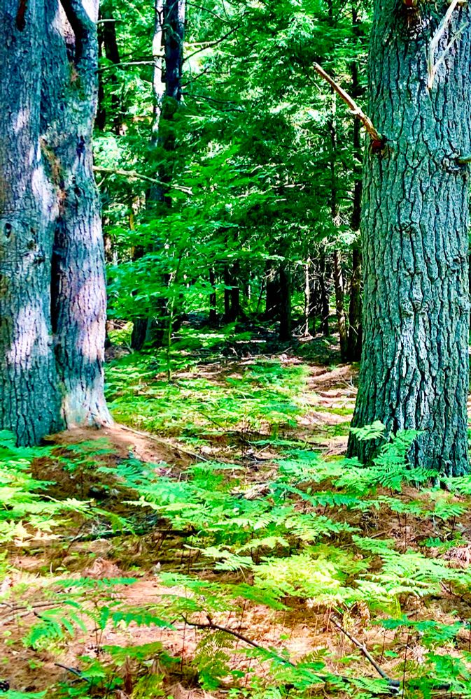 Woodlands showing two large White Pines with lined grey bark and green leafed Maple and Beech  trees in background with ferns and pine needles on the forest floor