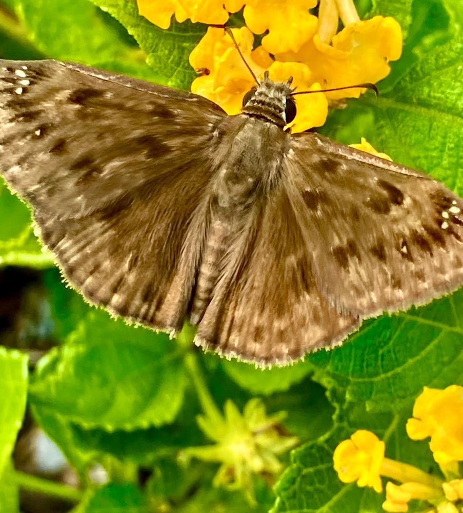 Soft brown butterfly with darker brown dots and faint ivory trim on the wings landing on yellow lantana blossoms surrounded by green leaves