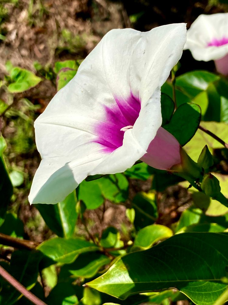 White morning glory style bloom with a rich purple center on a vine climbing the green trees and shrubs of the swamplands